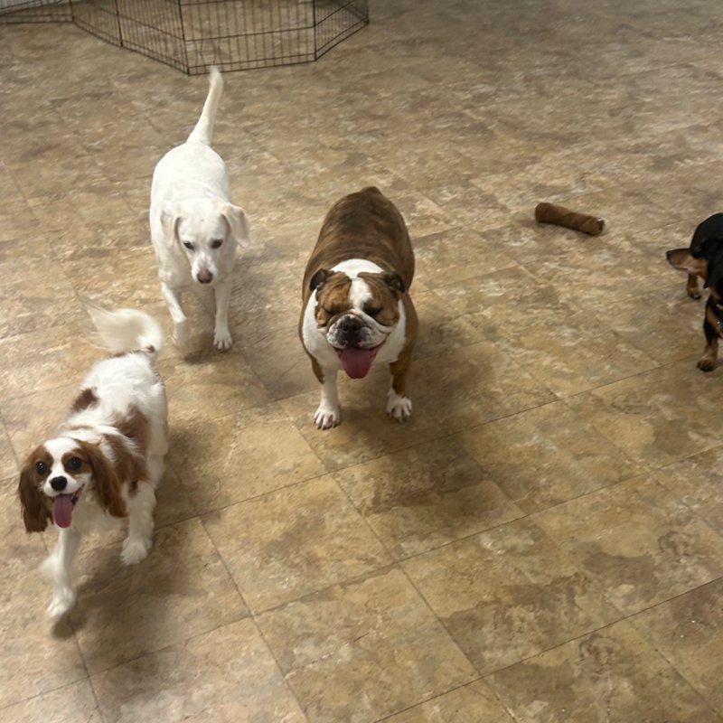 Pocono Bed & Biscuits Dog Hotel (Stroudsburg) Paw Partner