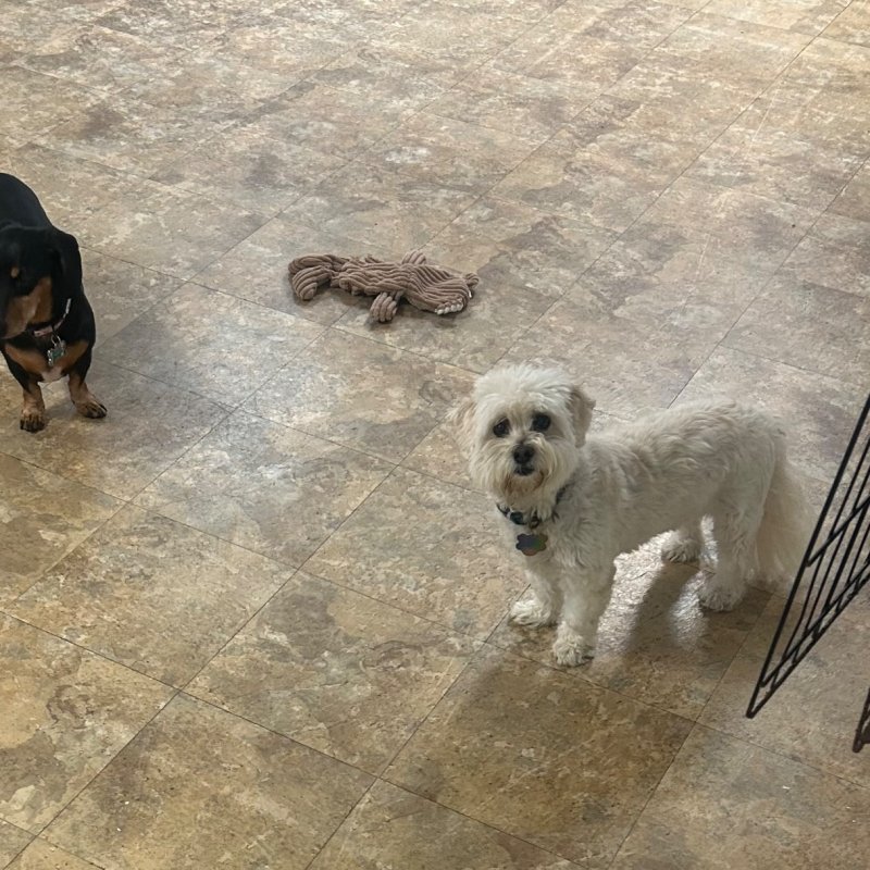 Pocono Bed & Biscuits Dog Hotel (Stroudsburg) Paw Partner