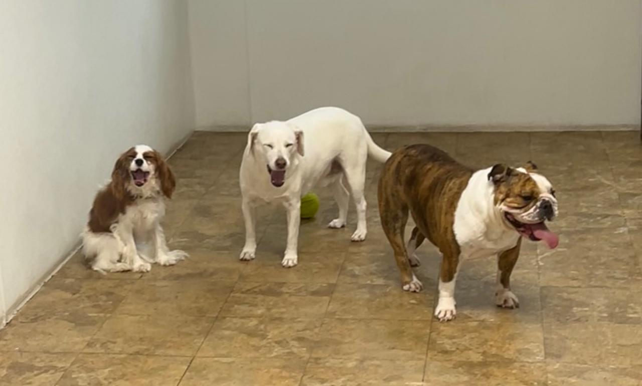 Pocono Bed & Biscuits Dog Hotel (Stroudsburg) Paw Partner