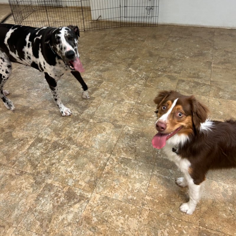 Pocono Bed & Biscuits Dog Hotel (Stroudsburg) Paw Partner