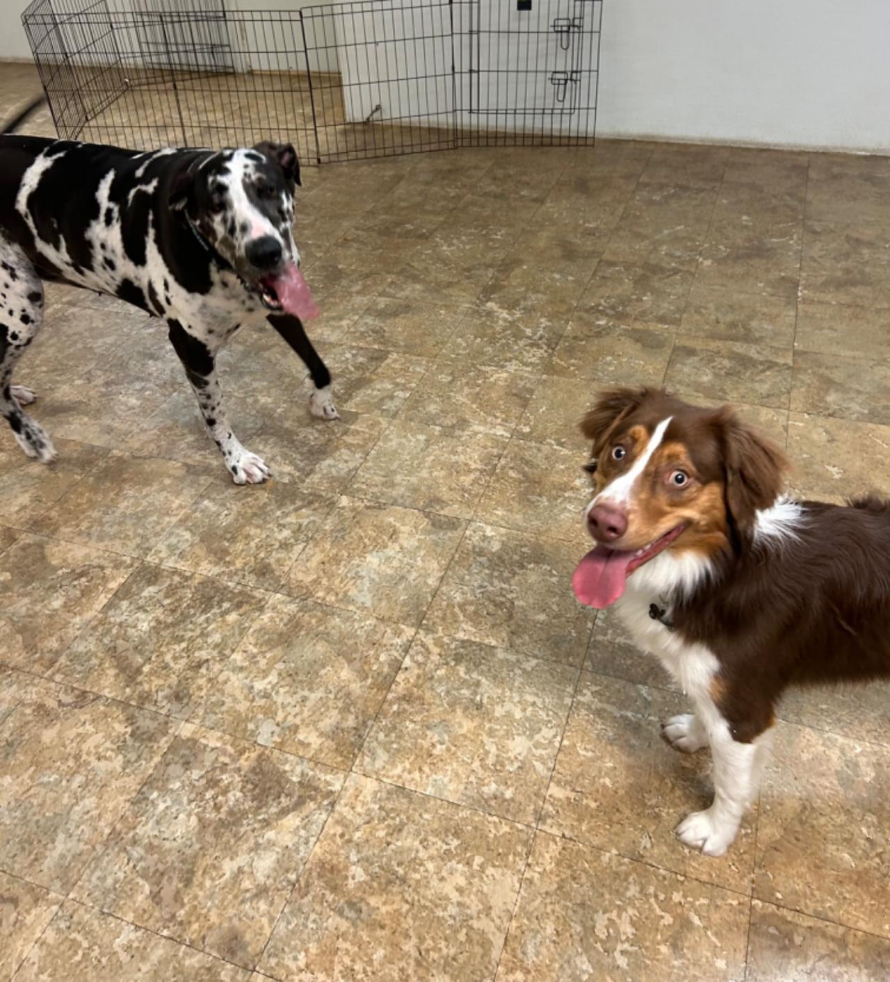 Pocono Bed & Biscuits Dog Hotel (Stroudsburg) Paw Partner