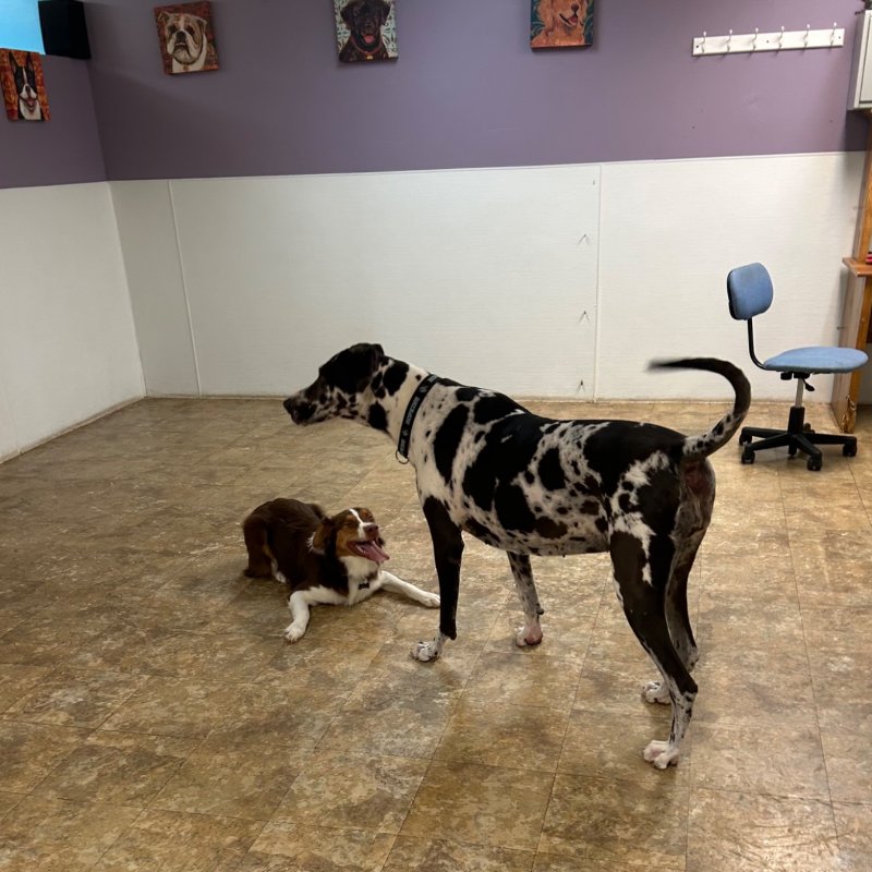 Pocono Bed & Biscuits Dog Hotel (Stroudsburg) Paw Partner