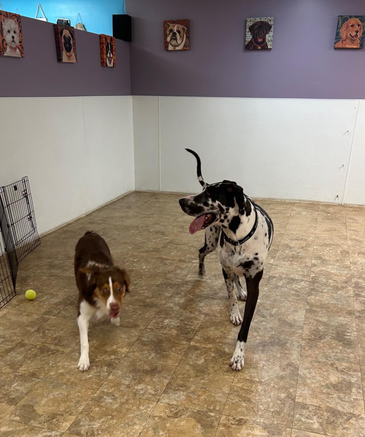 Pocono Bed & Biscuits Dog Hotel (Stroudsburg) Paw Partner