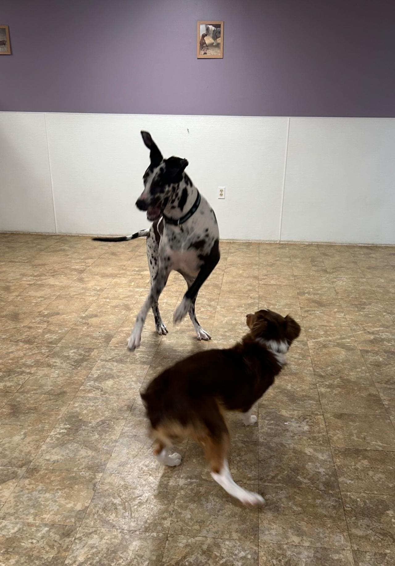 Pocono Bed & Biscuits Dog Hotel (Stroudsburg) Paw Partner