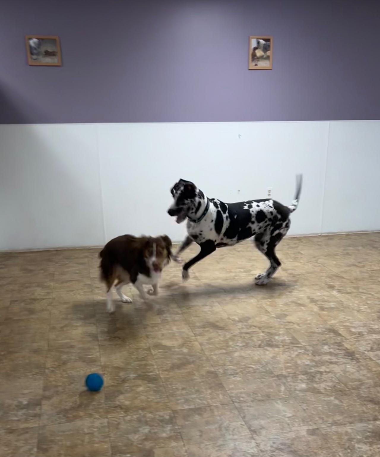 Pocono Bed & Biscuits Dog Hotel (Stroudsburg) Paw Partner