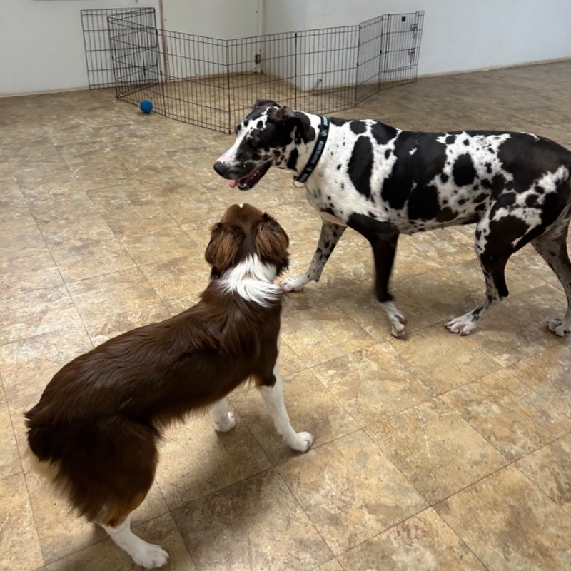 Pocono Bed & Biscuits Dog Hotel (Stroudsburg) Paw Partner