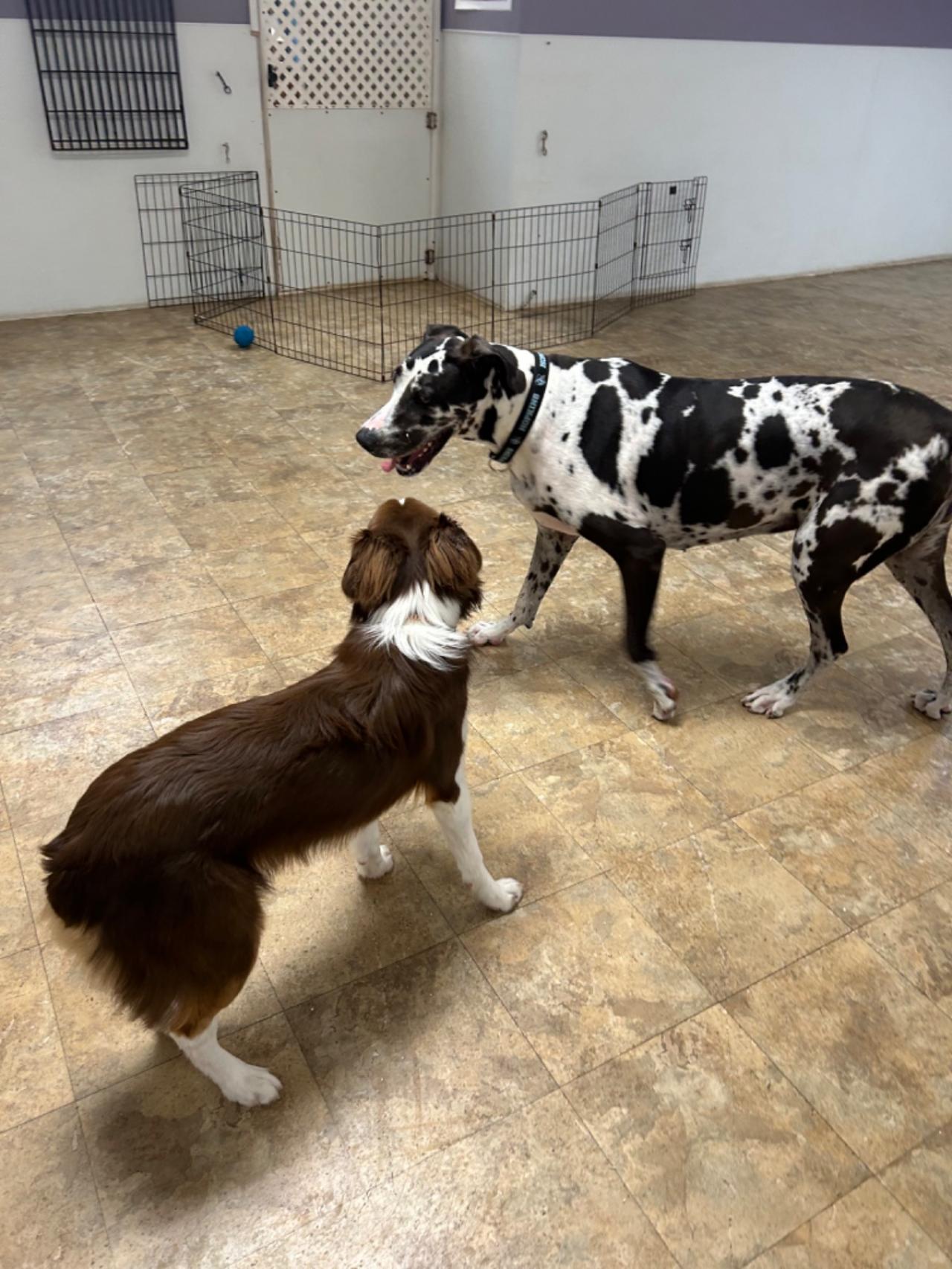 Pocono Bed & Biscuits Dog Hotel (Stroudsburg) Paw Partner