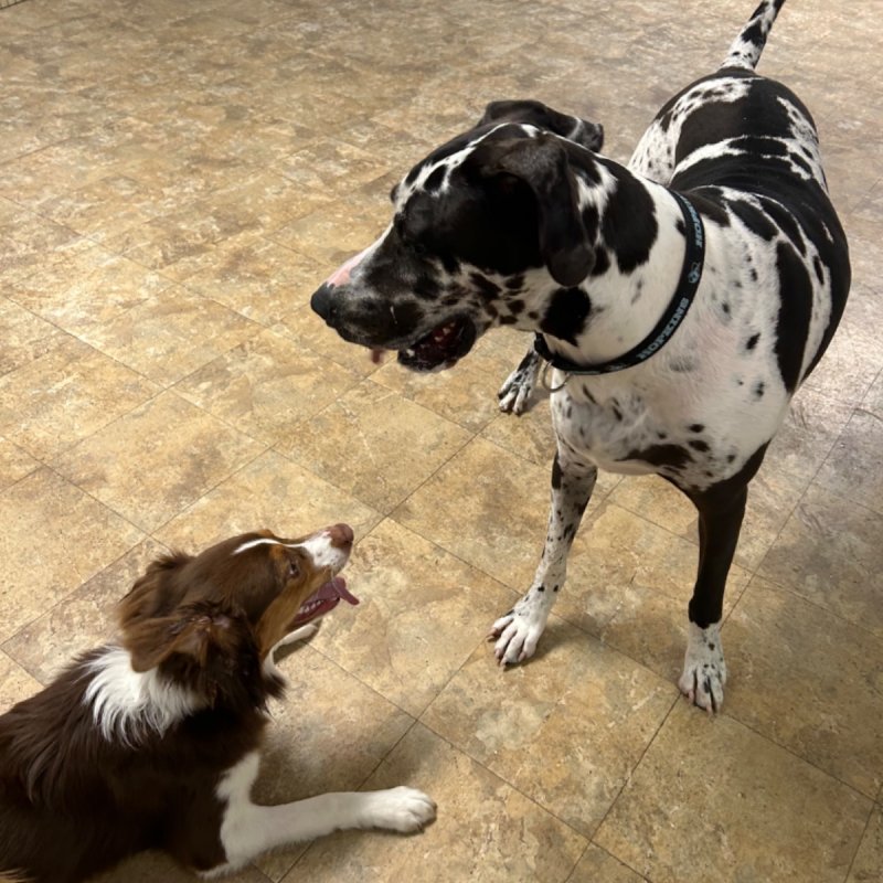 Pocono Bed & Biscuits Dog Hotel (Stroudsburg) Paw Partner