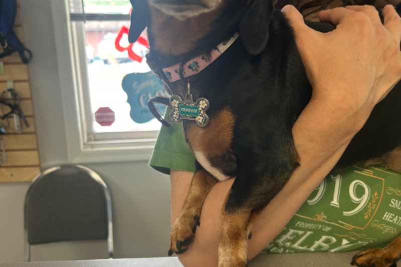 Pocono Bed & Biscuits Dog Hotel (Stroudsburg) Paw Partner