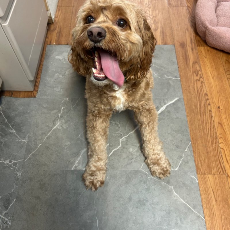 Pocono Bed & Biscuits Dog Hotel (Stroudsburg) Paw Partner