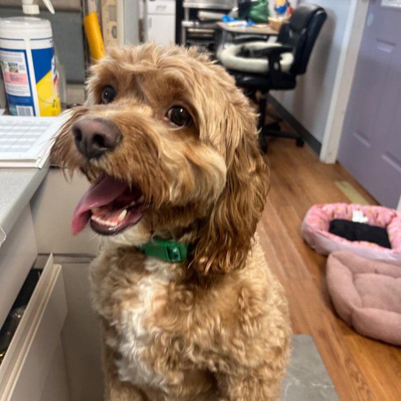 Pocono Bed & Biscuits Dog Hotel (Stroudsburg) Paw Partner