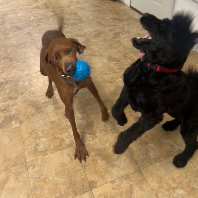 Pocono Bed & Biscuits Dog Hotel (Stroudsburg) Paw Partner