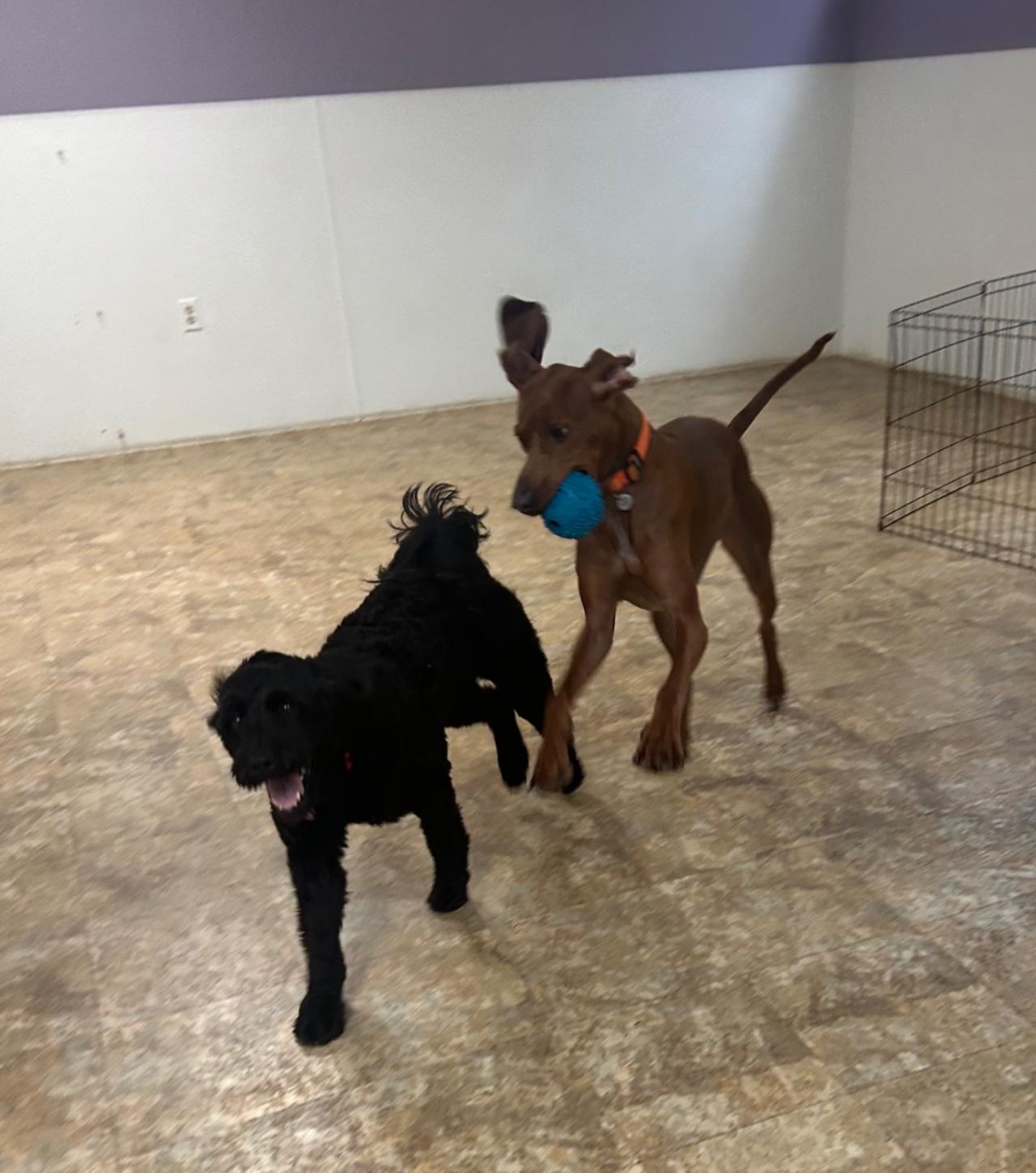 Pocono Bed & Biscuits Dog Hotel (Stroudsburg) Paw Partner