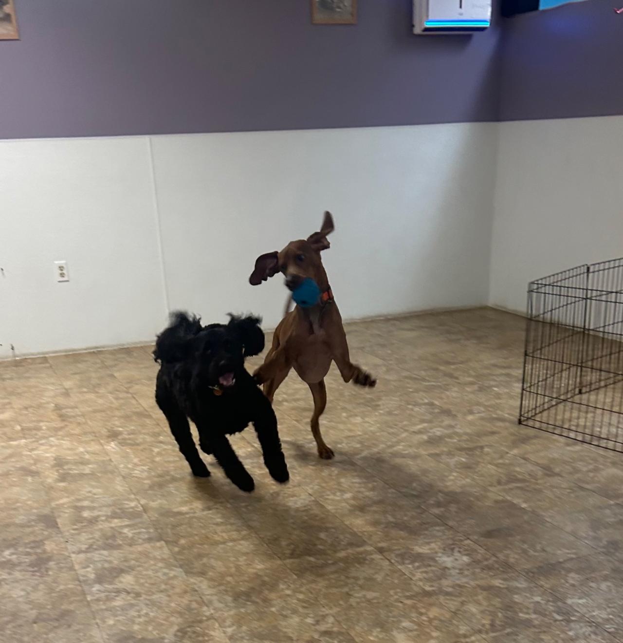 Pocono Bed & Biscuits Dog Hotel (Stroudsburg) Paw Partner