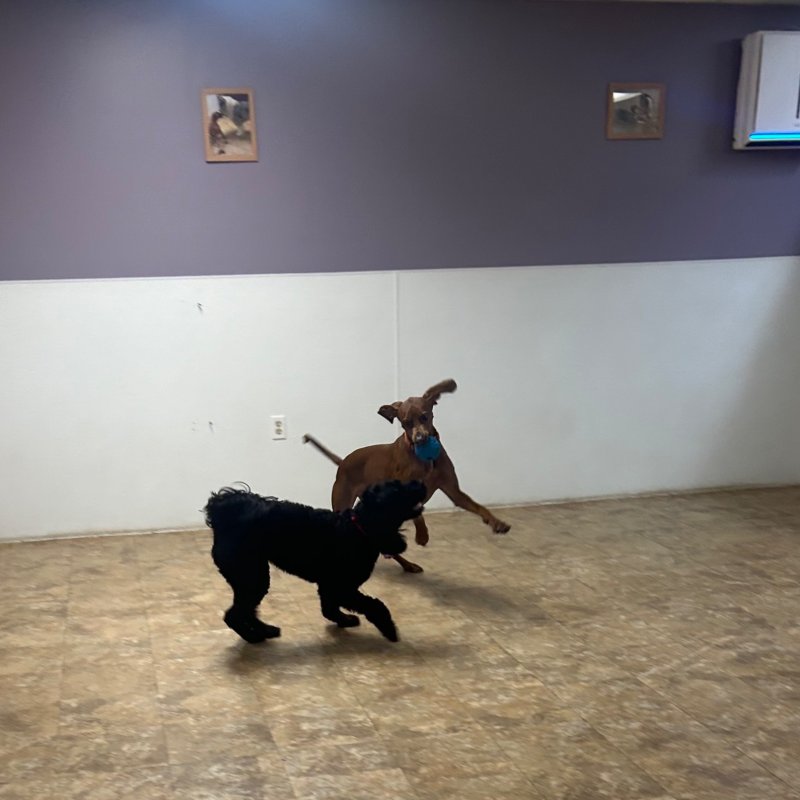 Pocono Bed & Biscuits Dog Hotel (Stroudsburg) Paw Partner