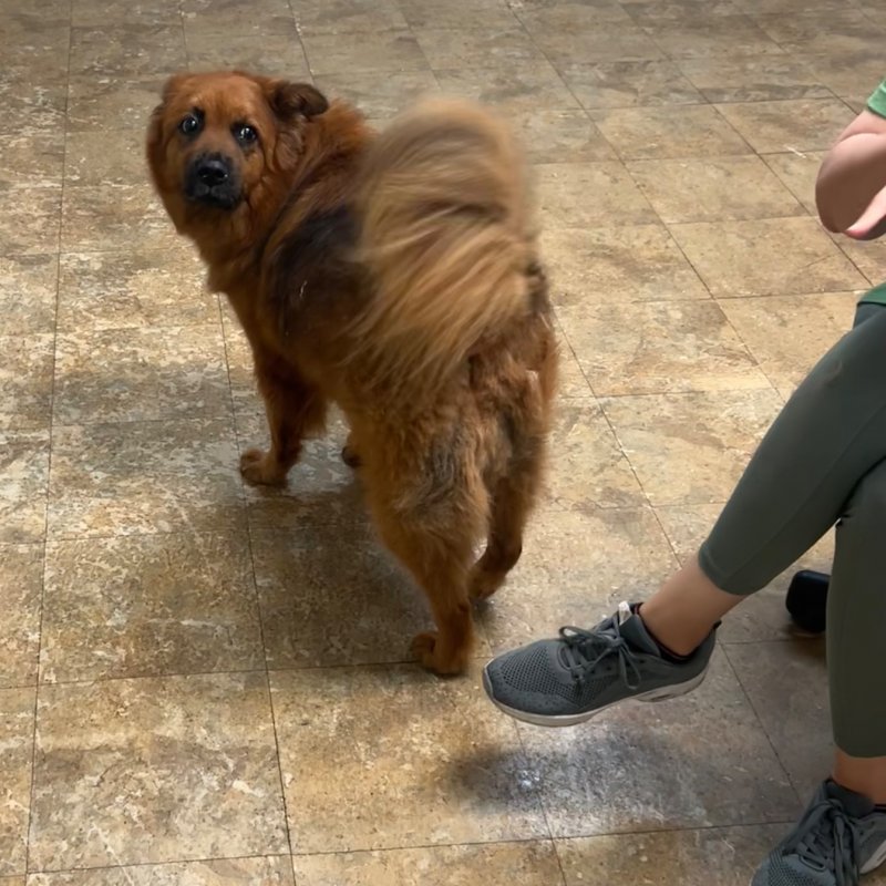 Pocono Bed & Biscuits Dog Hotel (Stroudsburg) Paw Partner