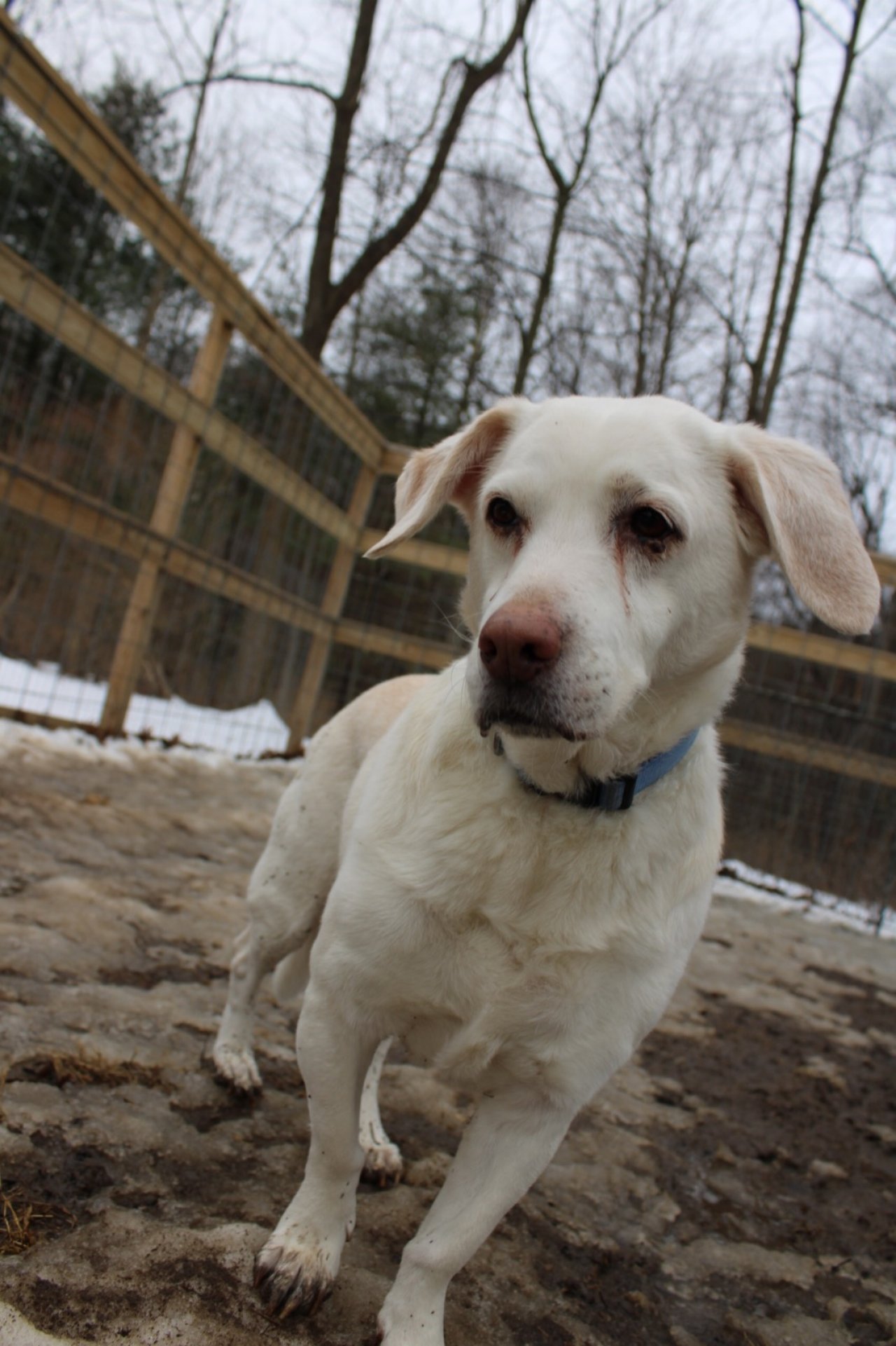 Pleasant Kennels Paw Partner