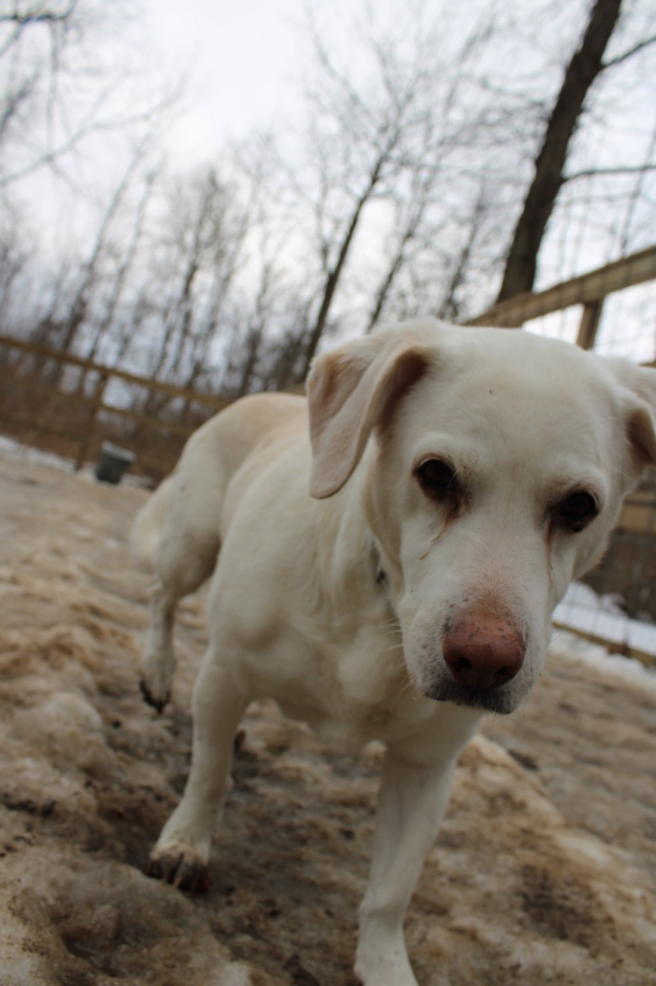 Pleasant Kennels Paw Partner